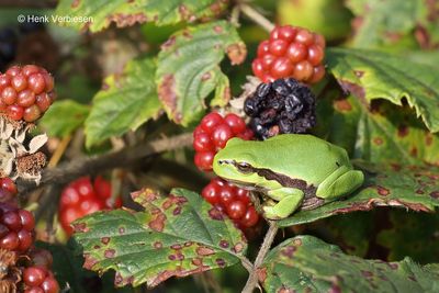 Hyla arborea - Boomkikker 2.JPG