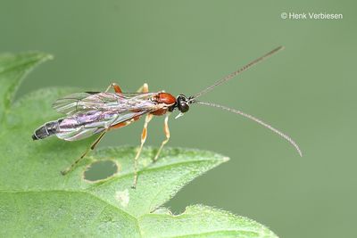 Ichneumonidae - Gewone Sluipwespen