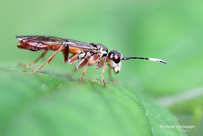Tenthredo ferruginea.JPG