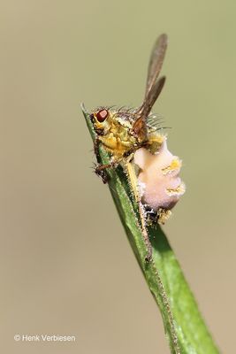 Entomophthora scathophagae 2.JPG