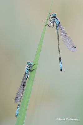 Ischnura elegans - Lantaarntje 3.JPG