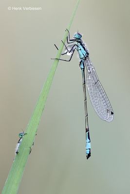Ischnura elegans - Lantaarntje 4.JPG