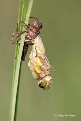 Libellula quadrimaculata - Viervlek 11.JPG