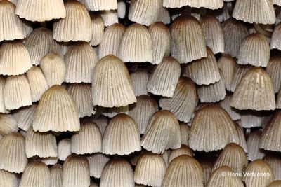 Coprinellus disseminatus - Zwerminktzwam 3.JPG