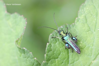 Oedemeridae - Schijnboktorren