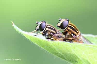 Syrphidae - Zweefvliegen