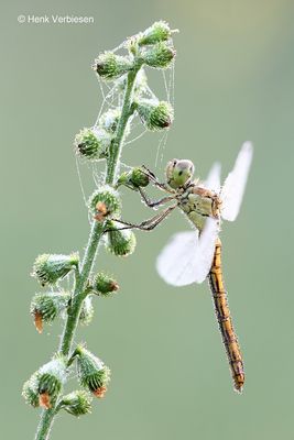 Sympetrum meridionale - Zuidelijke Heidelibel 4.JPG