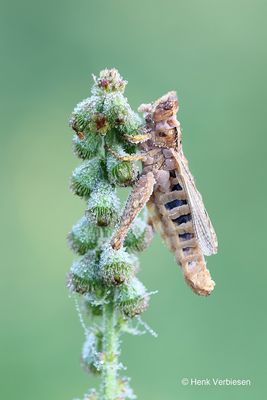 Entomophaga grylli  2.JPG