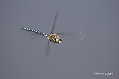 Aeshna mixta - Paardenbijter 1.JPG