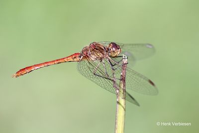 Sympetrum meridionale - Zuidelijke Heidelibel 3.JPG
