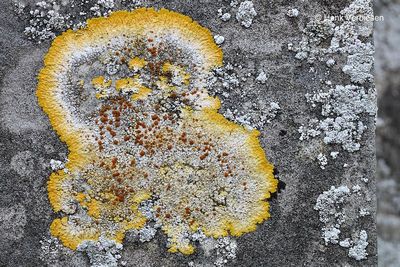 Variospora aurantia - Platte Citroenkorst 4.JPG