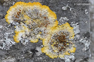 Variospora aurantia - Platte Citroenkorst 5.JPG