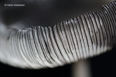 Coprinopsis lagopus - Hazenpootje.JPG