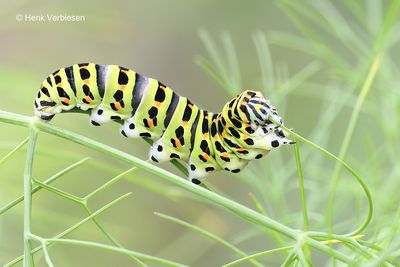 Papilio machaon - Koninginnenpage 3.JPG