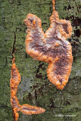 Phlebia radiata - Oranje Aderzwam 3.JPG
