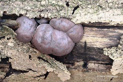 Daldinia concentrica - Kogelhoutskoolzwam 1.JPG