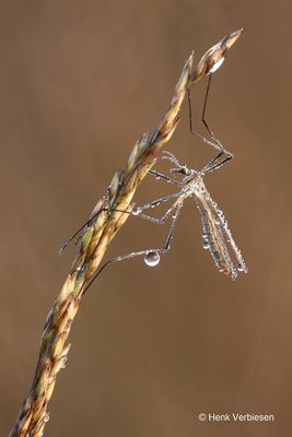 Tipula spec. - Langpootmug onbekend 5.JPG