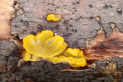 Tremella mesenterica - Gele Trilzwam 1.JPG