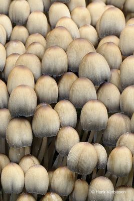 Coprinellus micaceus - Gewone Glimmerinktzwam 5 JPG