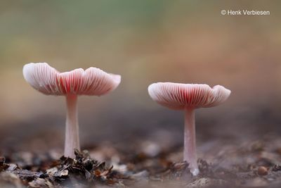 Mycena rosea - Heksenschermpje.JPG
