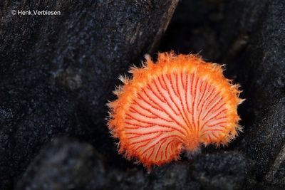 Inocybaceae