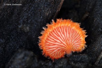 Agaricales