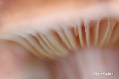 Armillaria ostoyae - Sombere Honingzwam 8.JPG