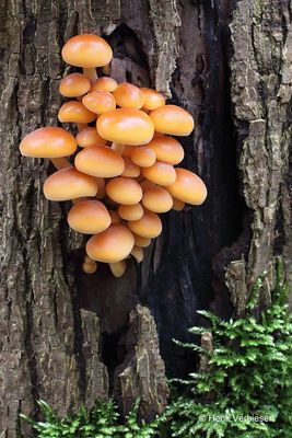 Flammulina velutipes - Gewoon Fluweelpootje 5.JPG