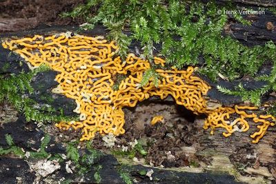 Hemitrichia serpula - Netvormig Langdraadwatje.JPG