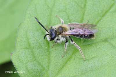 Andrena nitida - Viltvlekzandbij.JPG