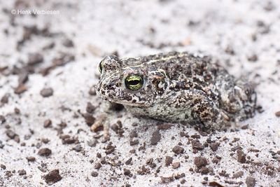 Epidalea calamita - Rugstreeppad 1.JPG