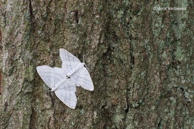 Cabera pusaria - Witte Grijsbandspanner .JPG