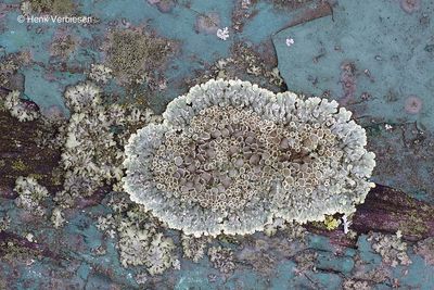 Lecanora muralis - Muurschotelkorst 3.JPG