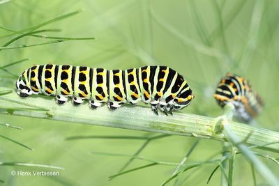 Papilio machaon - Koninginnenpage 2.JPG