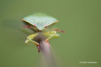 Palomena prasina - Groene Schildwants 2.JPG