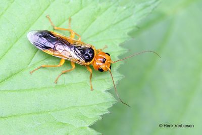 Sawflies