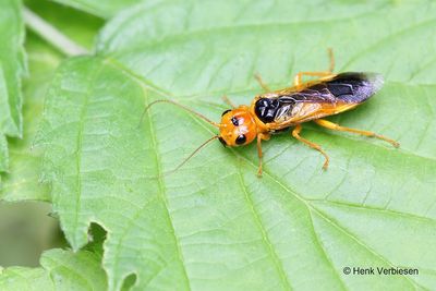 Pamphilius betulae 1.JPG