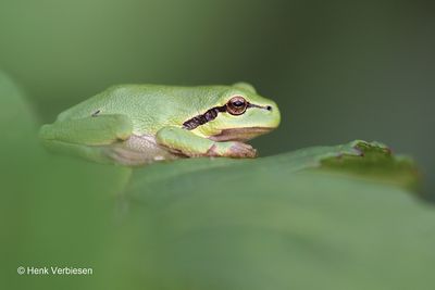 Hyla arborea - Boomkikker 3.JPG