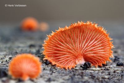 Crepidotus cinnabarinus - Rood Oorzwammetje 2.JPG