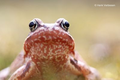 Rana temporaria - Bruine Kikker 20.JPG