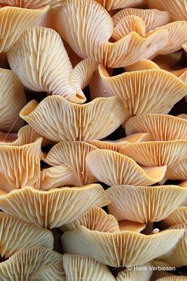 Flammulina velutipes - Gewoon Fluweelpootje 10.JPG