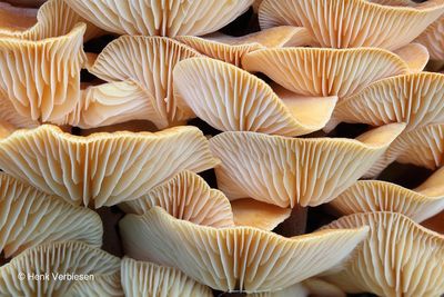 Flammulina velutipes - Gewoon Fluweelpootje 12.JPG