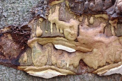 Ganoderma adspersum - Dikrandtonderzwam 13.JPG