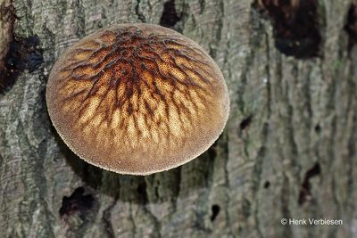 Pluteus umbrosus - Pronkhertenzwam 2.JPG