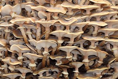Armillaria mellea - Echte Honingzwam 2.JPG