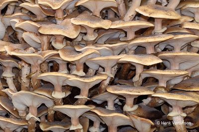 Armillaria mellea - Echte Honingzwam 3.JPG