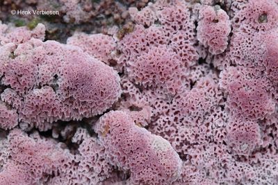 Ceriporia excelsa - Roze Wasporia 4.JPG