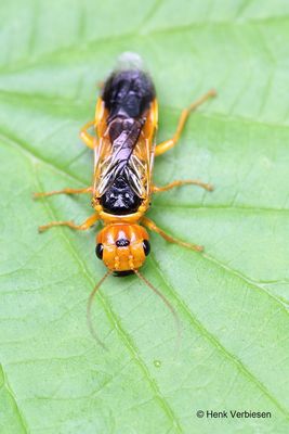 Pamphilius betulae 3.JPG