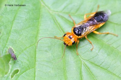 Pamphilius betulae 4.JPG