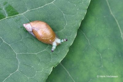 Succinea putris - Gewone Barnsteenslak 3.JPG